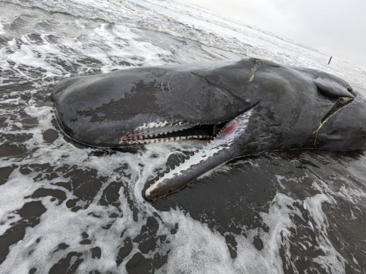 Sperm Whale stranded on Oregon beach