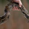 Python Swallows Woman