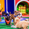 Puppy Bowl 2023