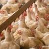 Bird flu outbreak Colorado