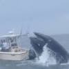 Humpback whale capsizes boat