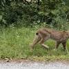 Canada lynx sighting Vermont